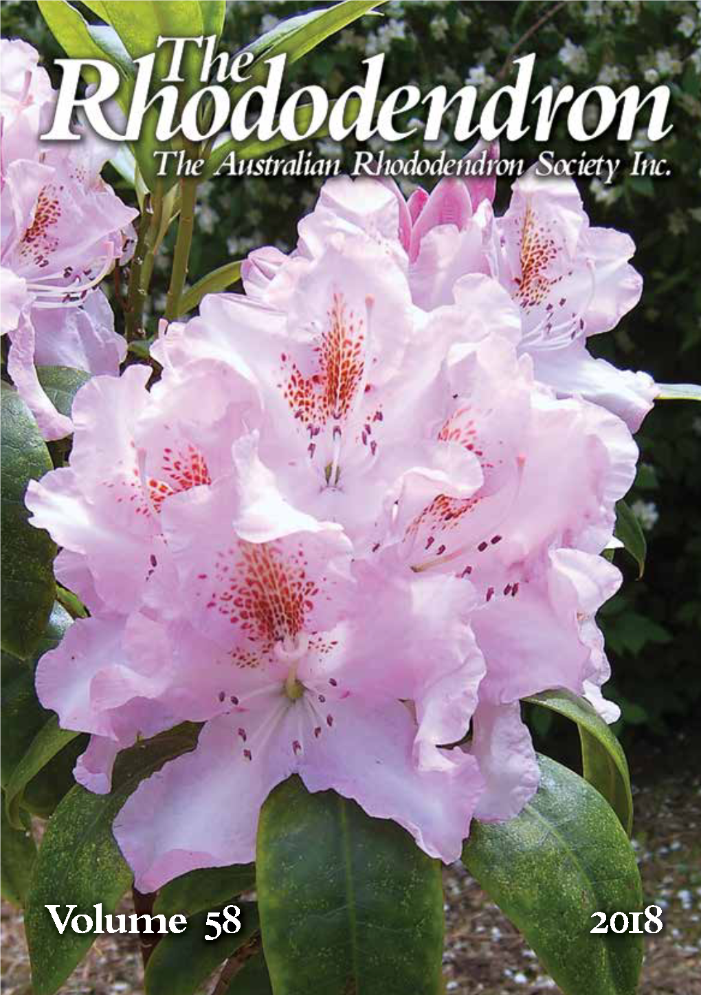 The Rhododendron Whibley and His Hybrids — See Page 20