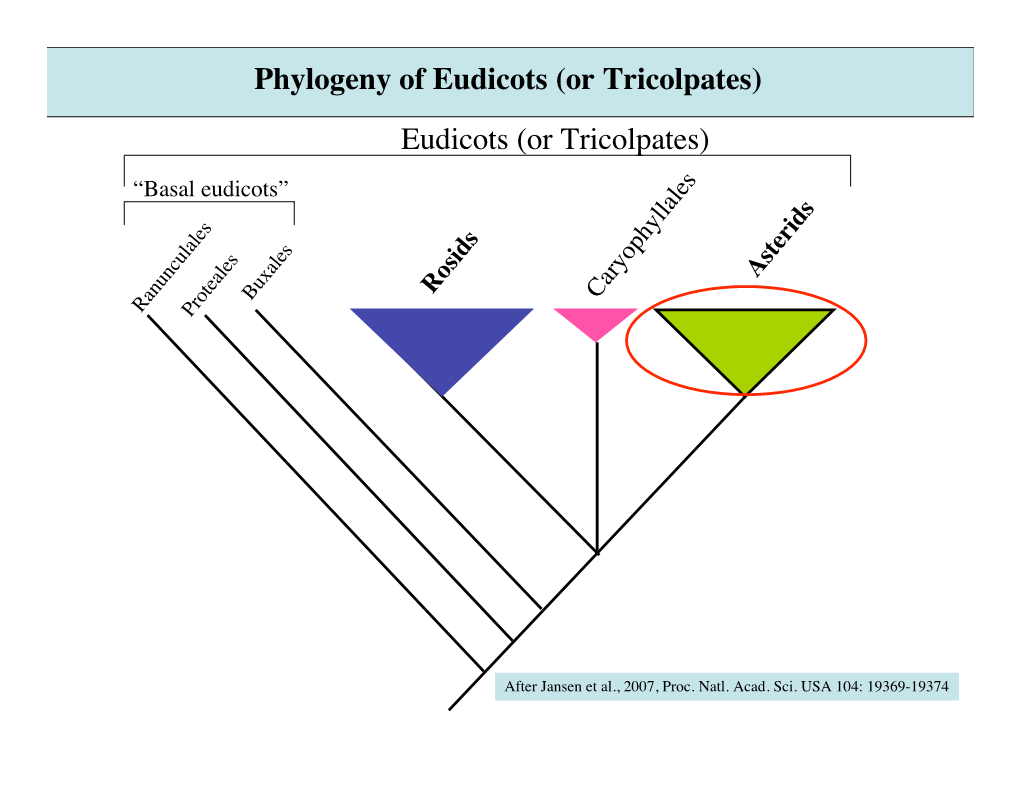 Phylogeny of Eudicots (Or Tricolpates) Eudicots (Or Tricolpates) “Basal Eudicots”