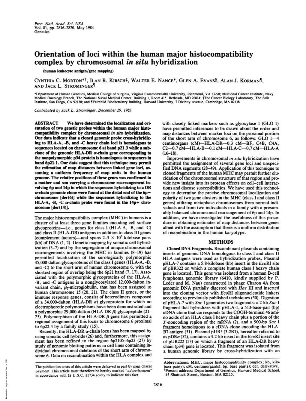 Orientation of Loci Within the Human Major Histocompatibility Complex by Chromosomal in Situ Hybridization (Human Leukocyte Antigen/Gene Mapping) CYNTHIA C