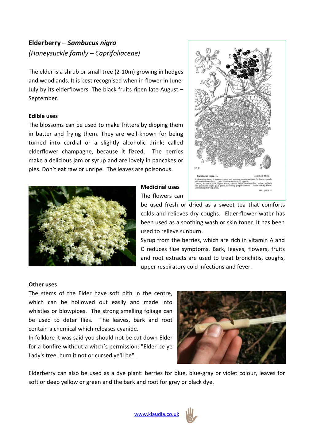 Elderberry – Sambucus Nigra (Honeysuckle Family – Caprifoliaceae)