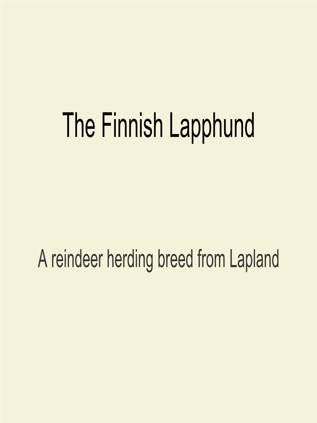 Finnish Lapphund Slide Show
