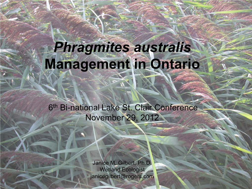 Phragmites Management in Ontario–Glibert–11.29.2012