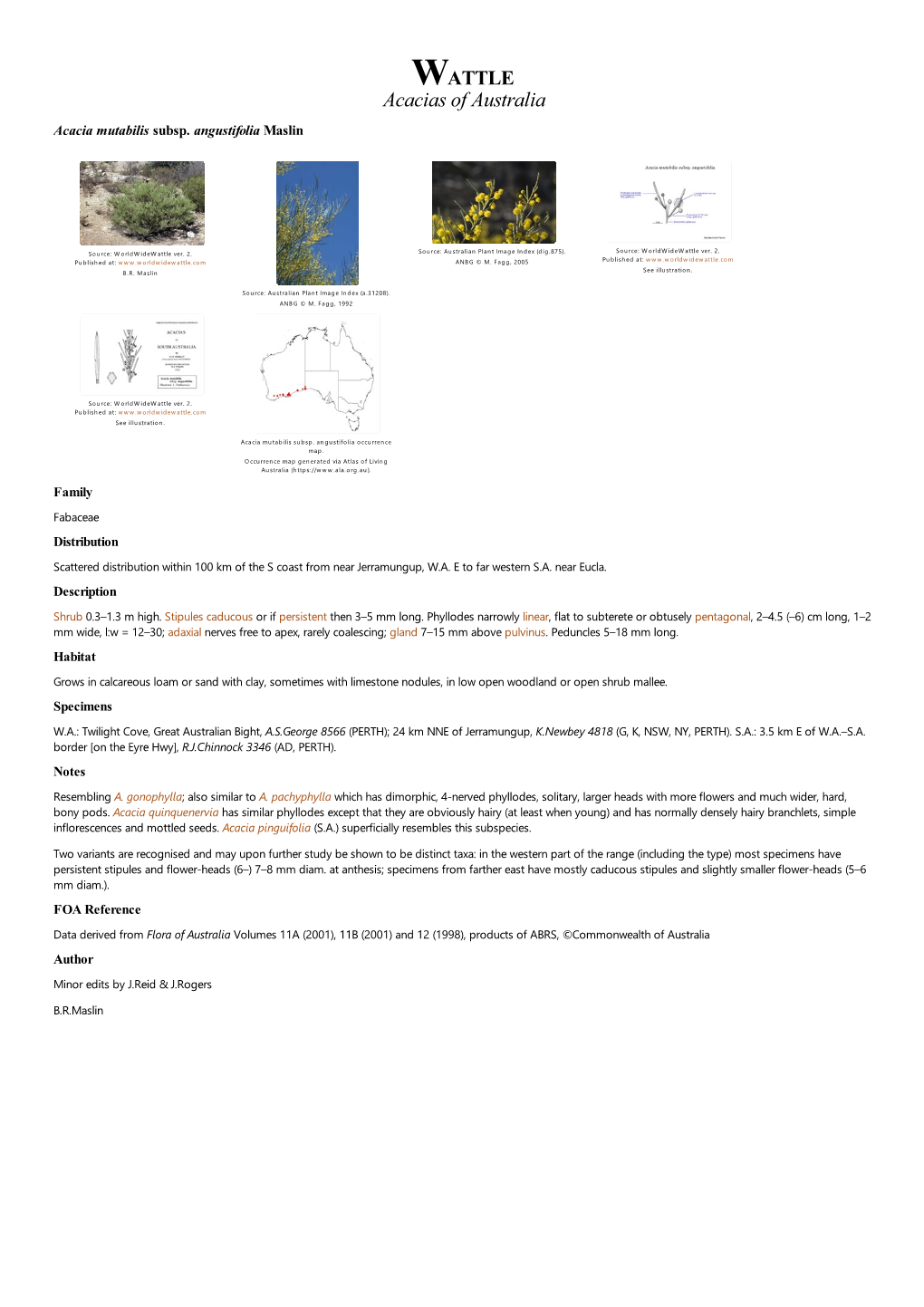 Acacia Mutabilis Subsp. Angustifolia Maslin