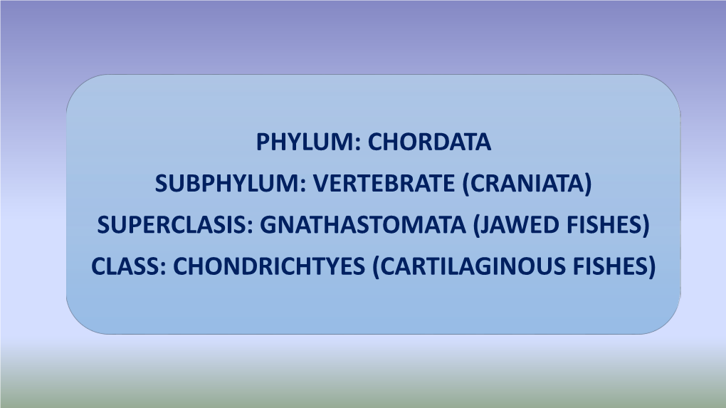 Chondrichthyes (Cartilaginous Fishes)