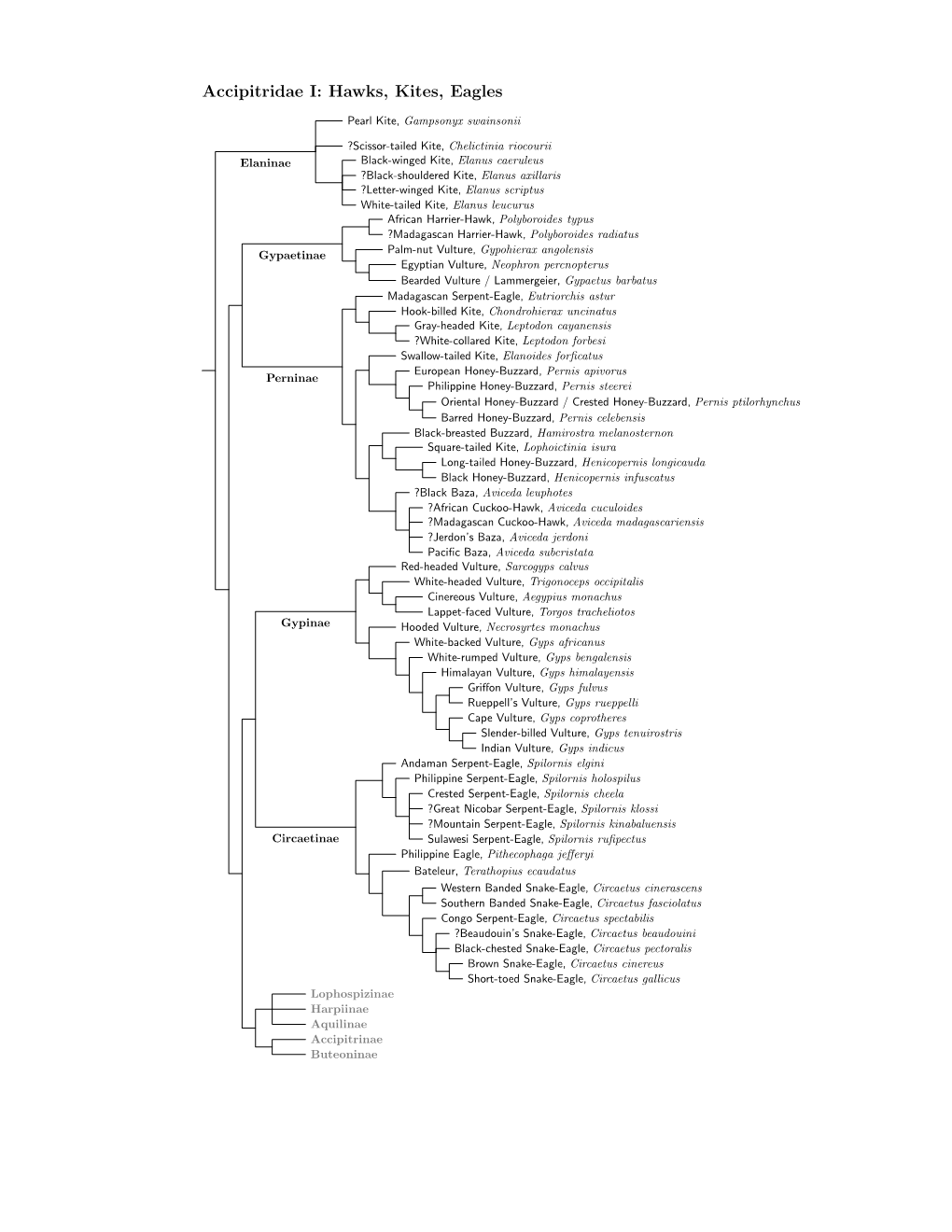 Accipitridae Species Tree