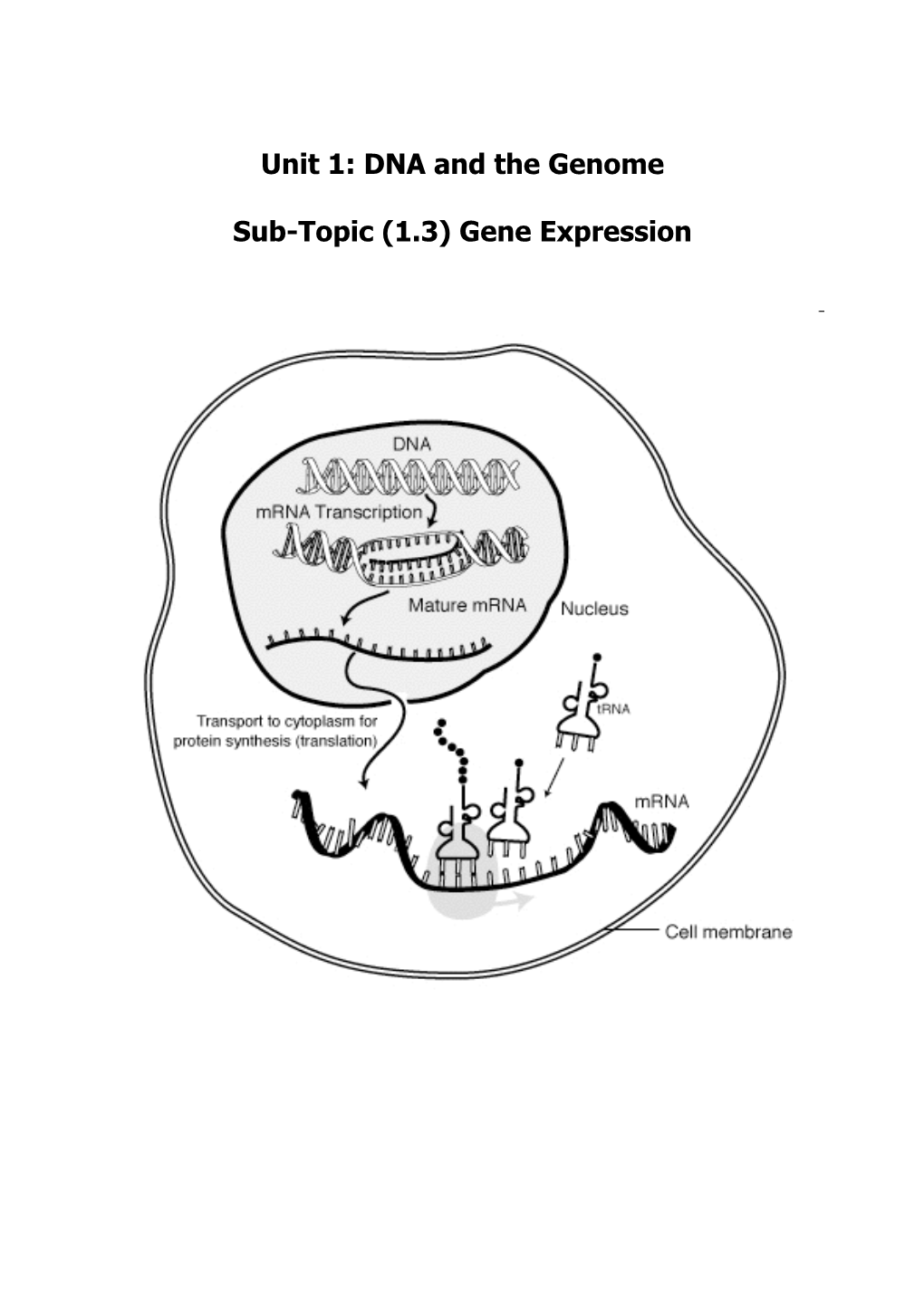 Unit 1: DNA and the Genome Sub-Topic (1.3) Gene Expression