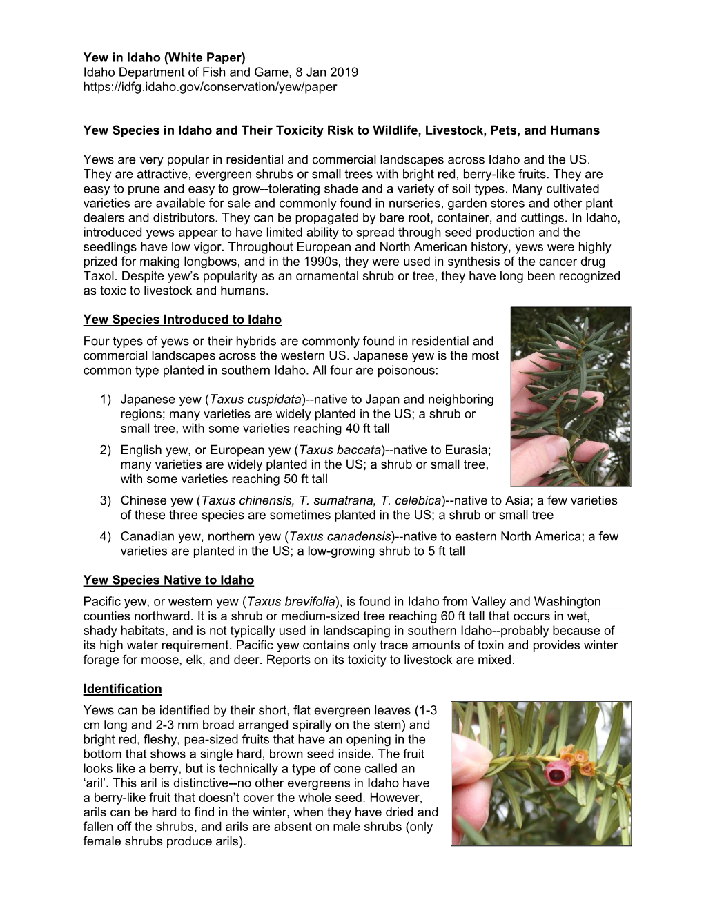 Yew in Idaho (White Paper) Idaho Department of Fish and Game, 8 Jan 2019