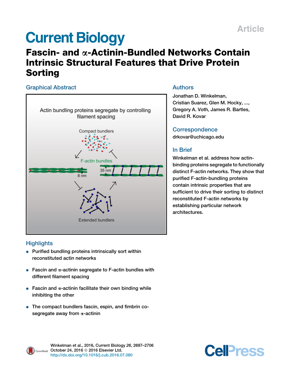 Fascin- and A-Actinin-Bundled Networks Contain Intrinsic Structural Features That Drive Protein Sorting