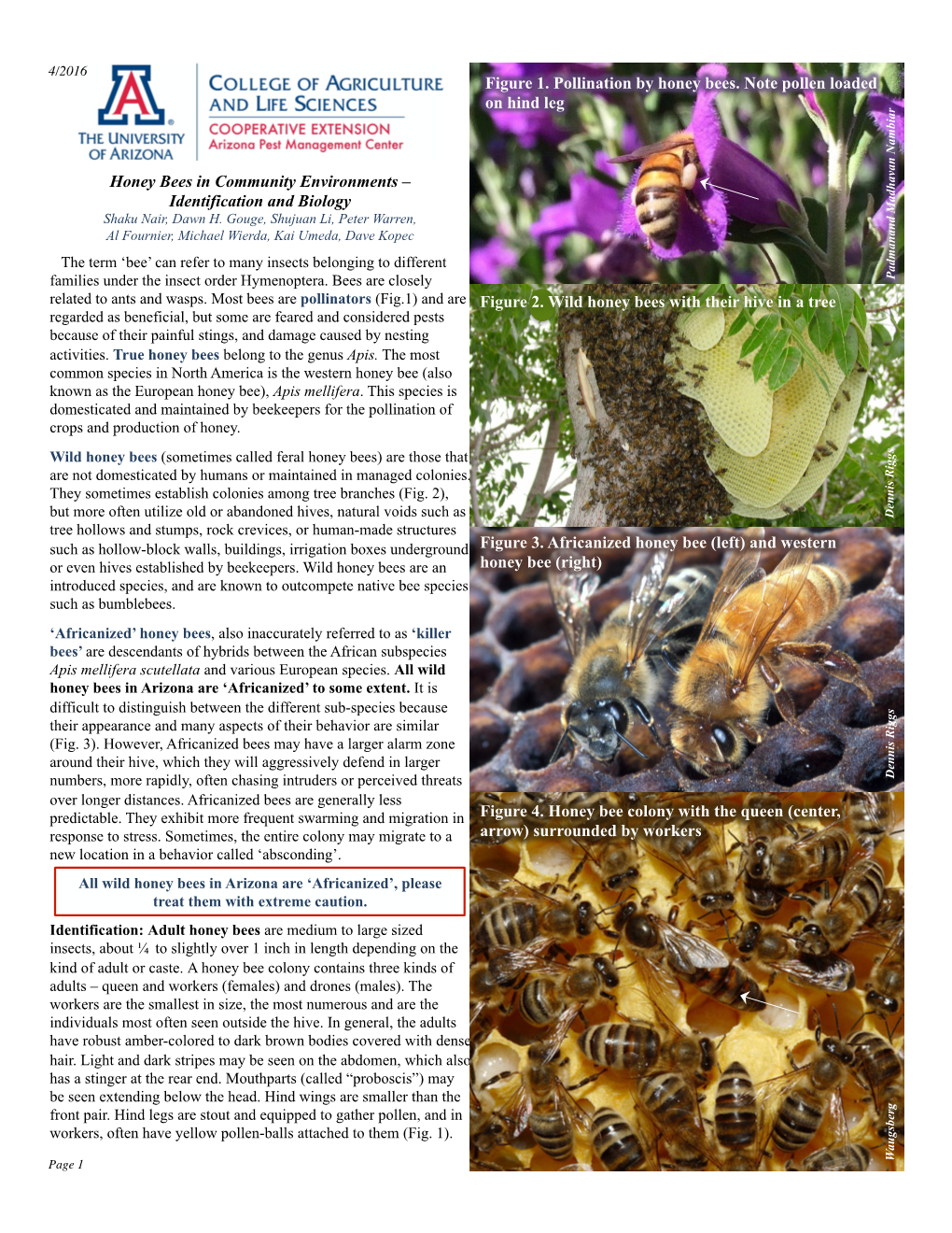 Honey Bees in Community Enrironments