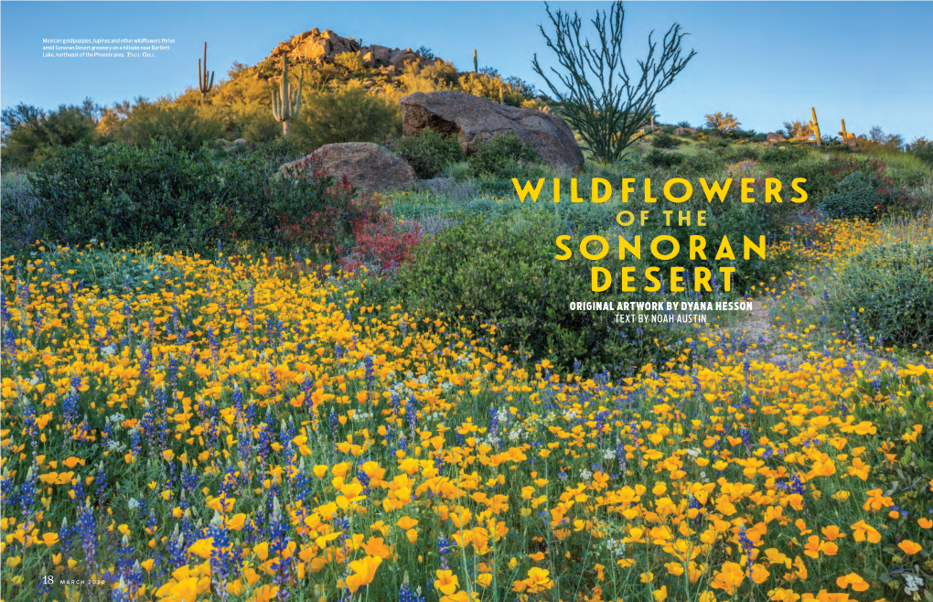 Wildflowers Sonoran Desert