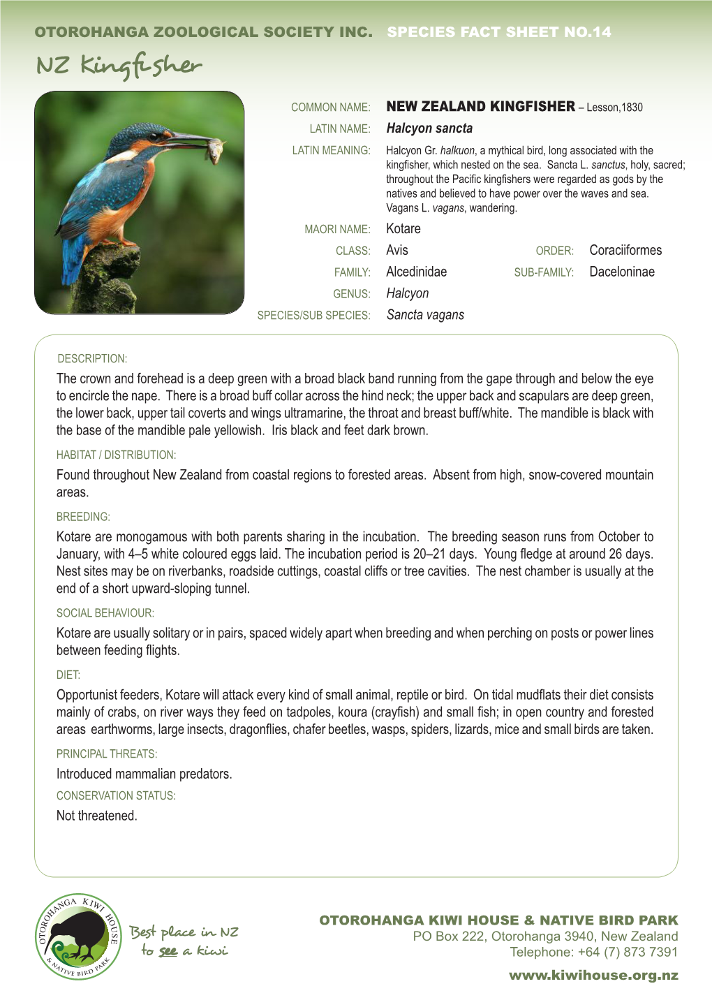 Download NZ Kingfisher Fact Sheet