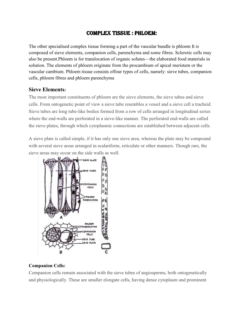 Complex Tissue : Phloem: Sieve Elements