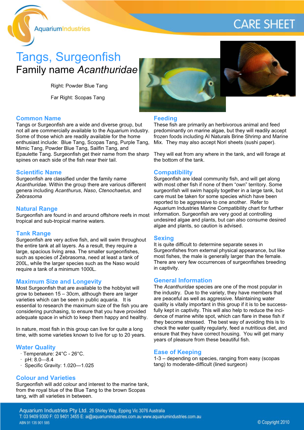 Tangs, Surgeonfish Family Name Acanthuridae
