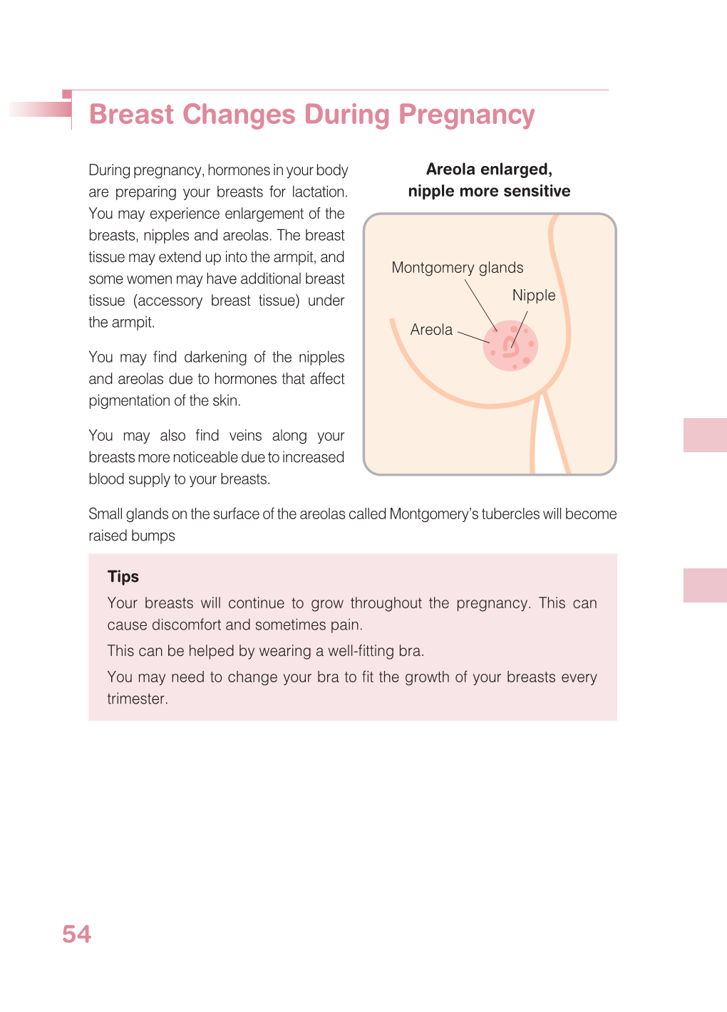 Breast Changes During Pregnancy