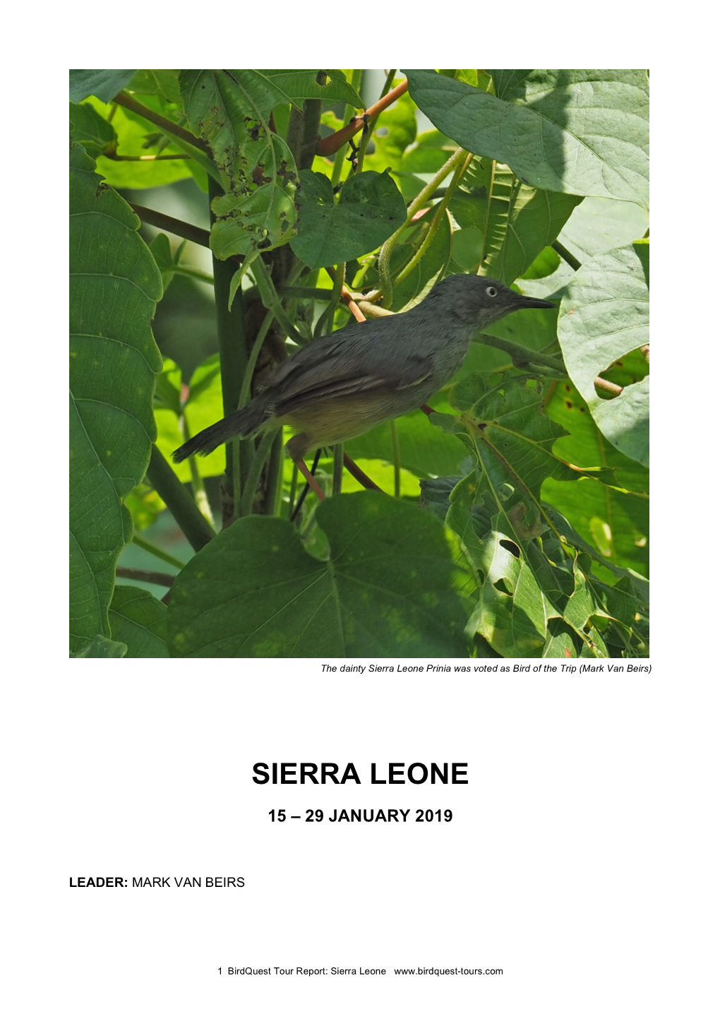 Sierra Leone Prinia Was Voted As Bird of the Trip (Mark Van Beirs)