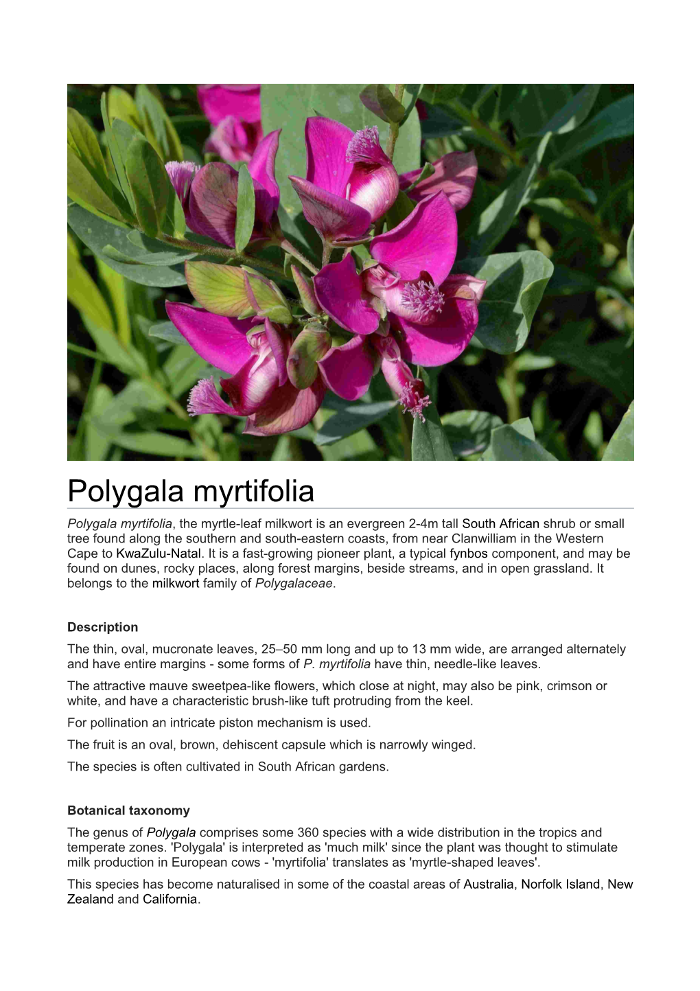 Polygala Myrtifolia