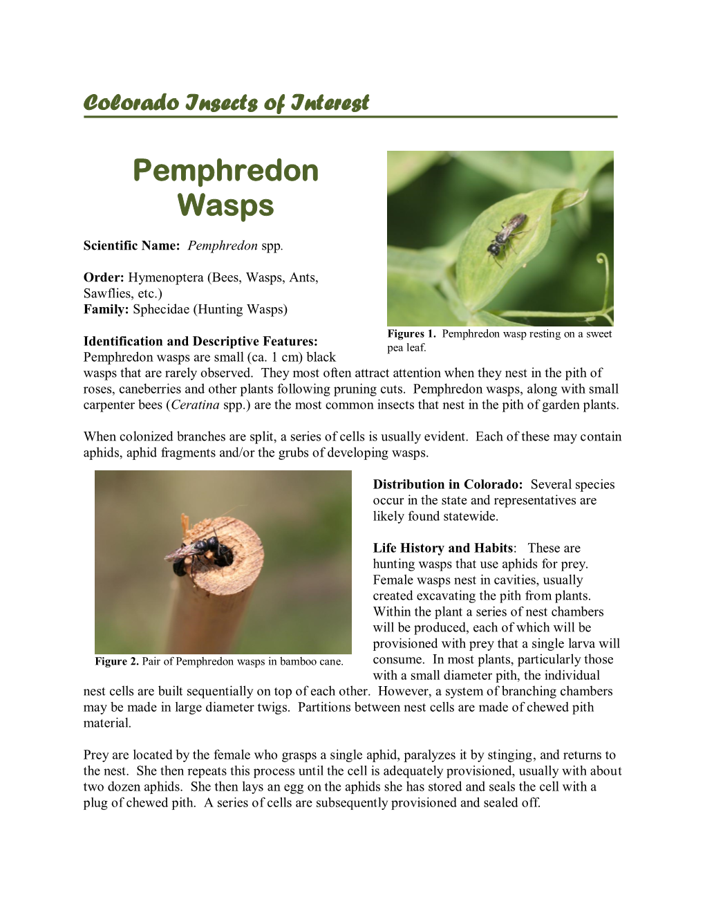 Pemphredon Wasps