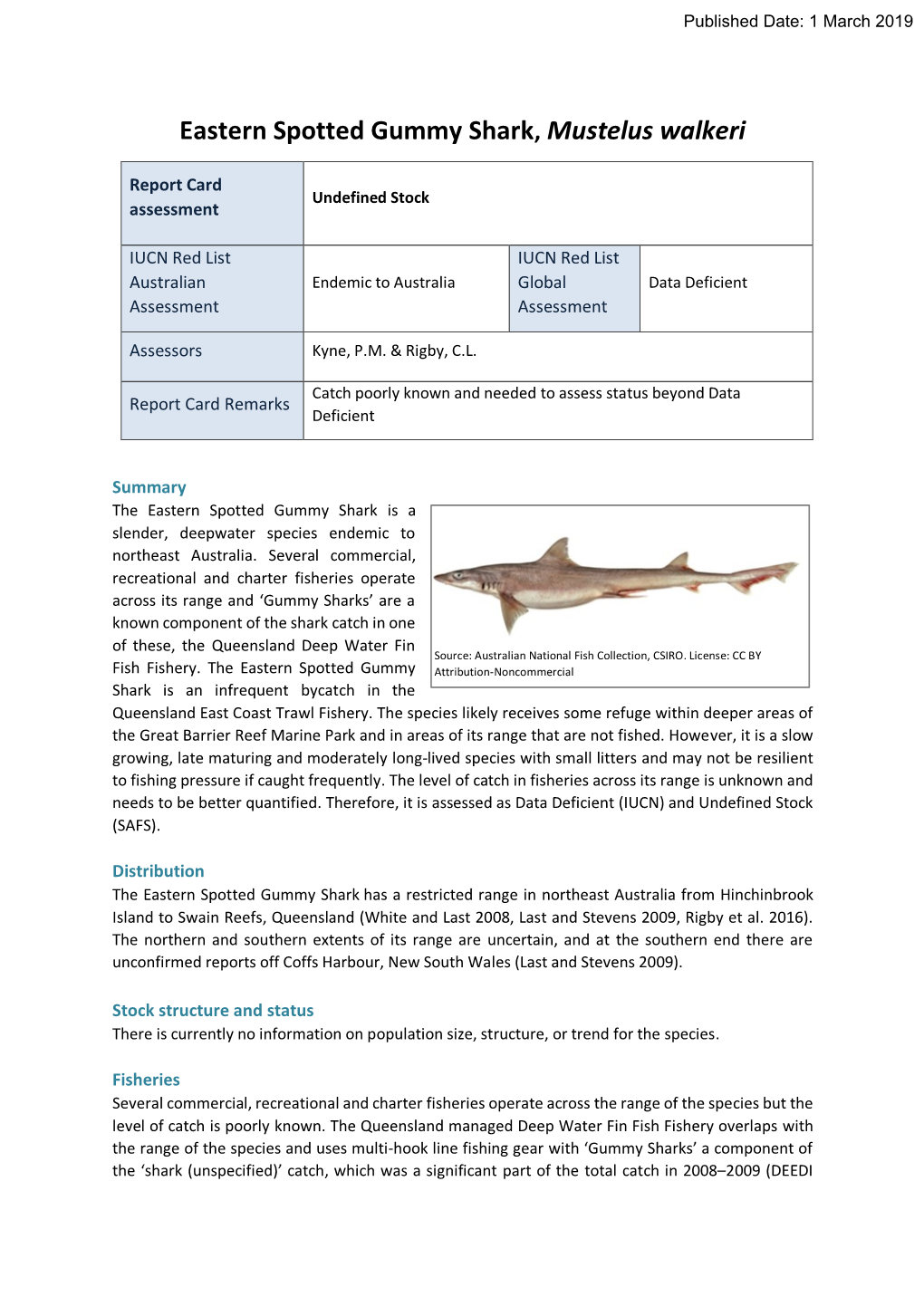 Mustelus Walkeri