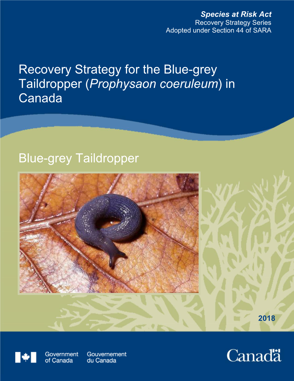 Blue-Grey Taildropper (Prophysaon Coeruleum) in Canada