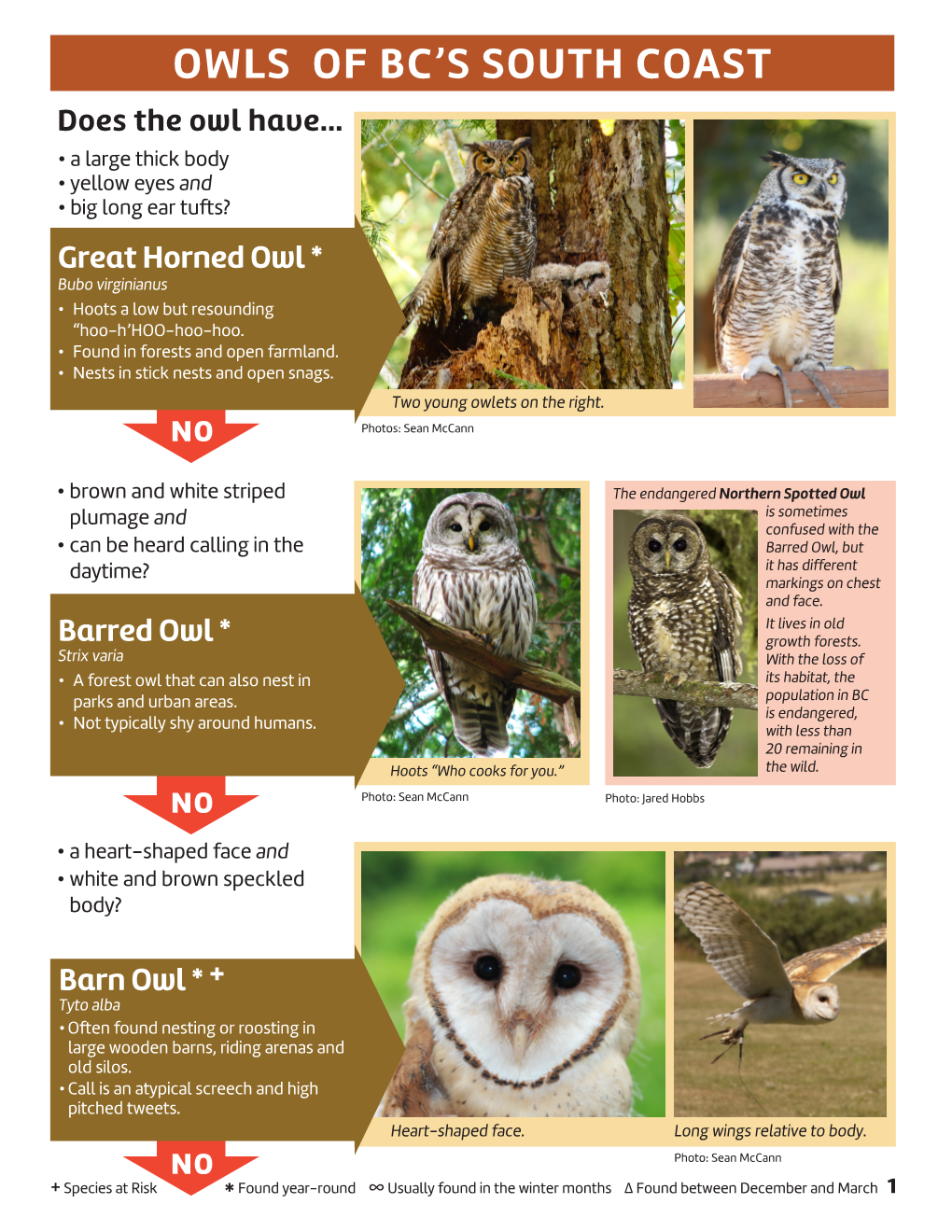 Owls of Bc's South Coast