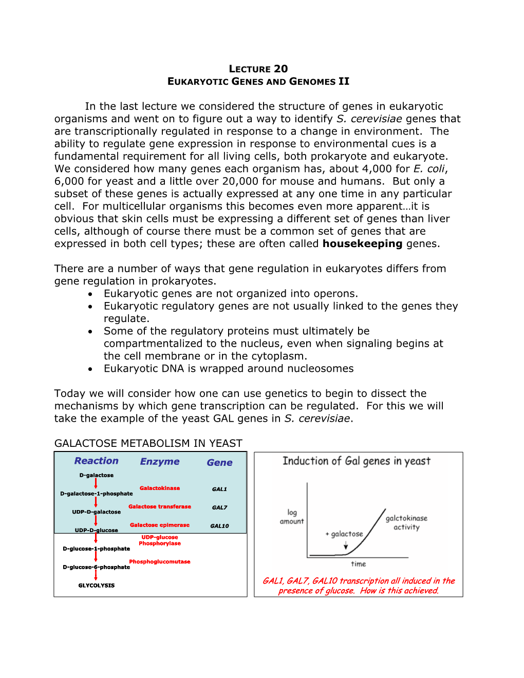 Lecture 20 Eukaryotic Genes and Genomes Ii