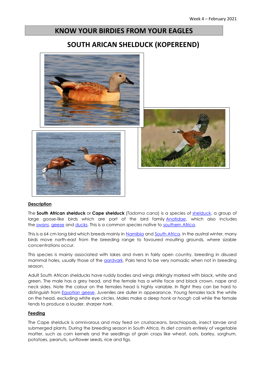 South African Shelduck (Kopereend)