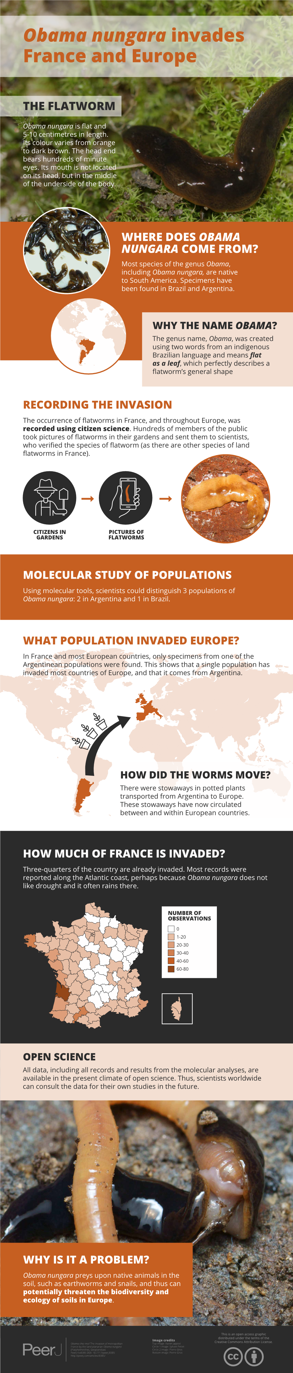 Where Does Obama Nungara Come From? the Flatworm