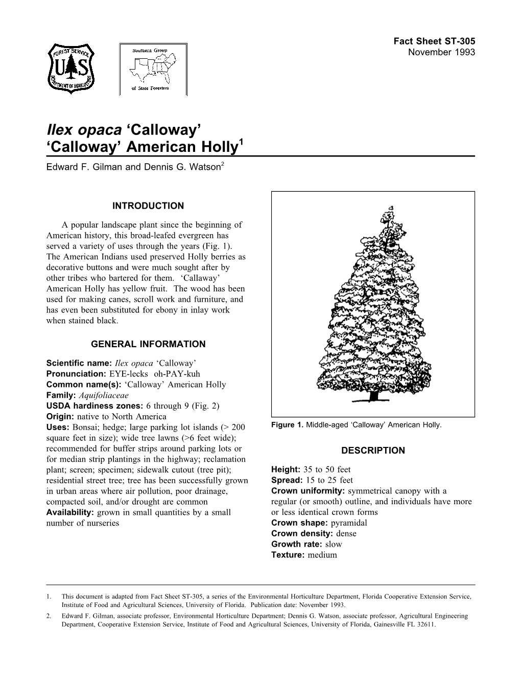 Ilex Opaca 'Calloway' 'Calloway' American Holly