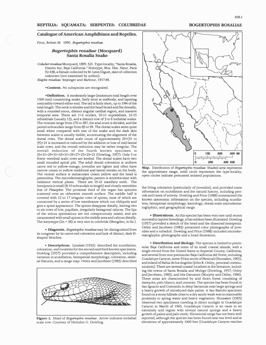 COLUBRIDAE BOGERTOPHIS ROSALIAE Catalogue of American