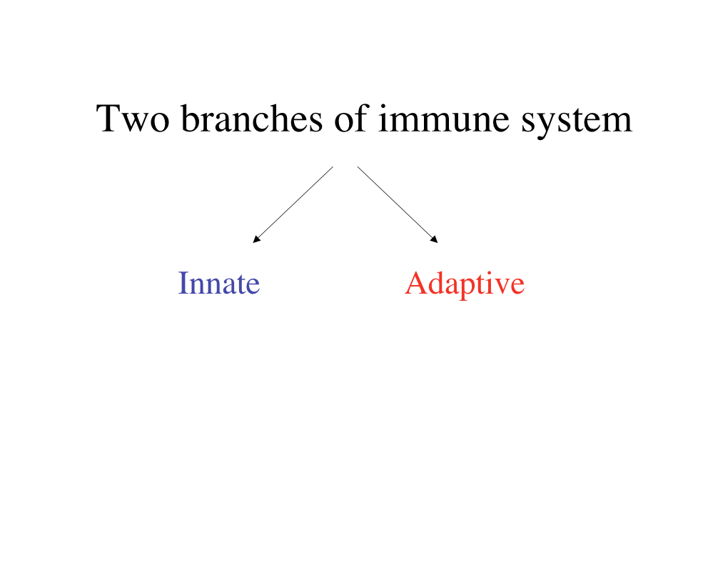 Two Branches of Immune System