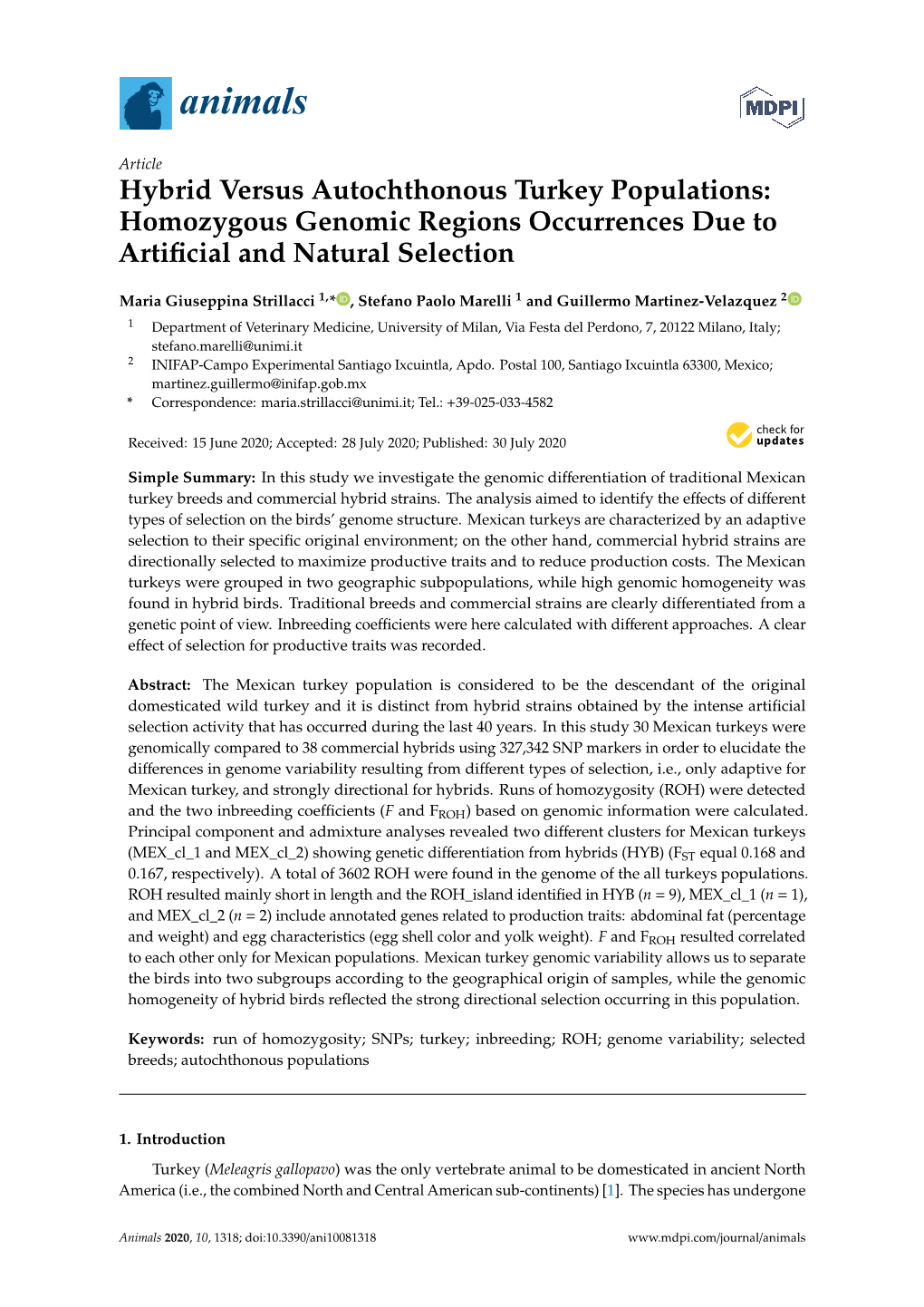 Hybrid Versus Autochthonous Turkey Populations: Homozygous Genomic Regions Occurrences Due to Artiﬁcial and Natural Selection