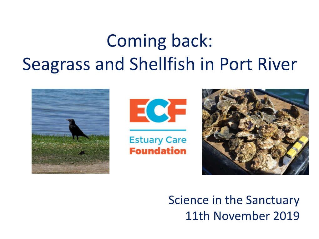 Seagrass & Shellfish in Port River