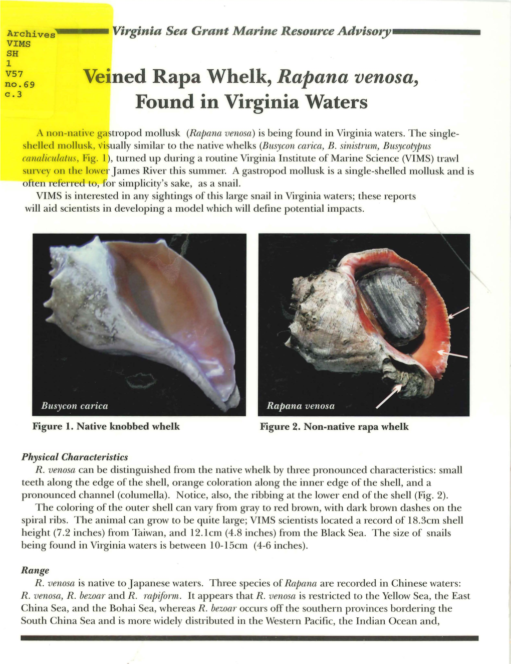 Veined Rapa Whelk, Rapana Venosa, Found in Virginia Waters