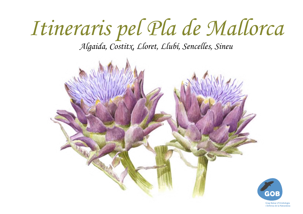 Itineraris Pel Pla De Mallorca