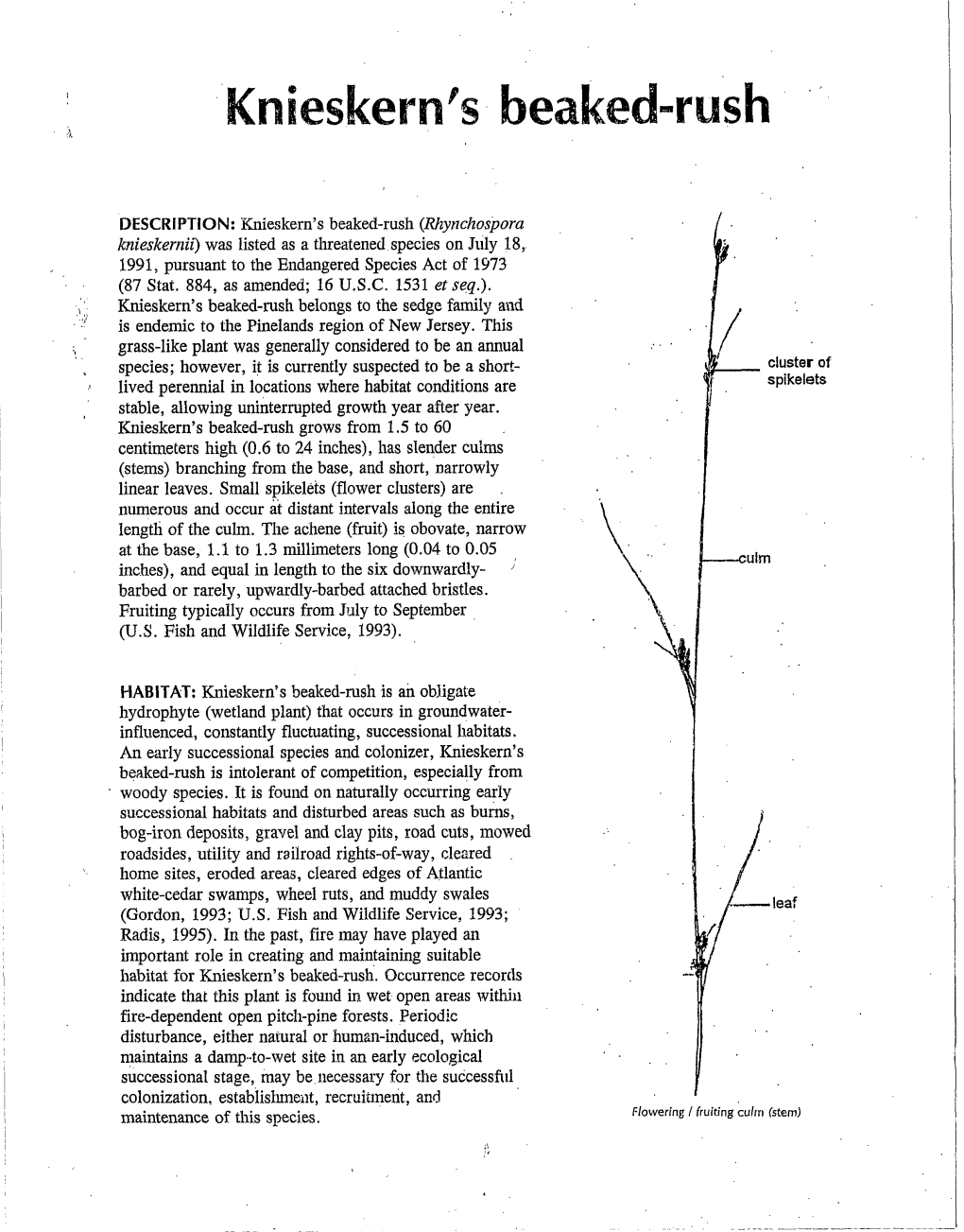 Knieskern's Beaked-Rush Survey Guidelines