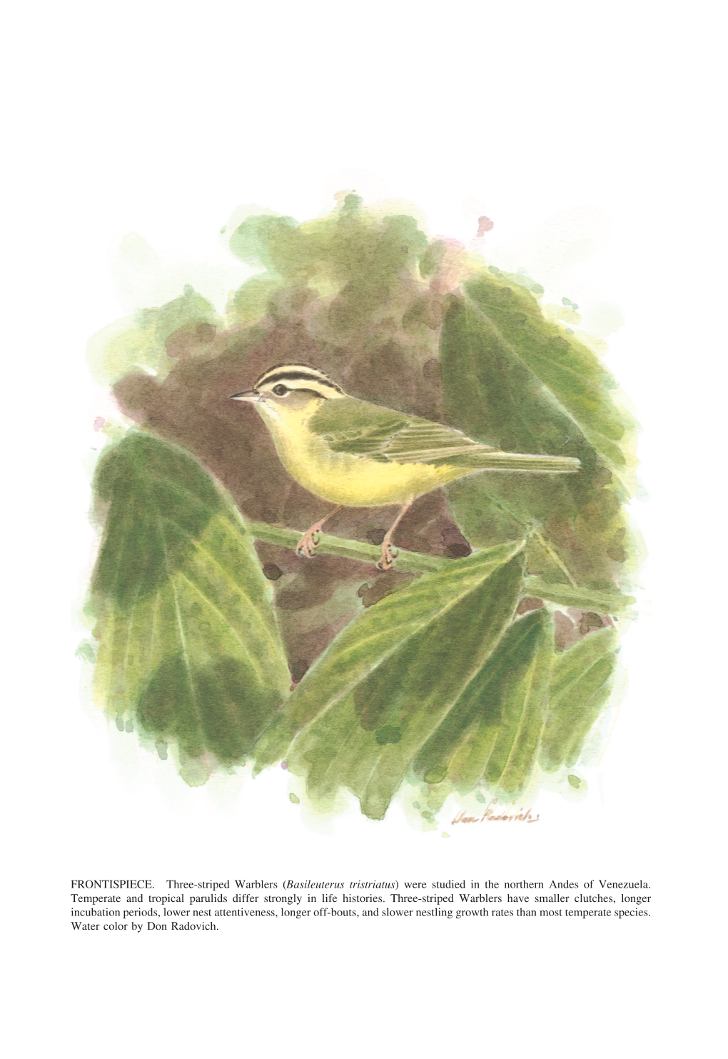 FRONTISPIECE. Three-Striped Warblers (Basileuterus Tristriatus) Were Studied in the Northern Andes of Venezuela. Temperate and T