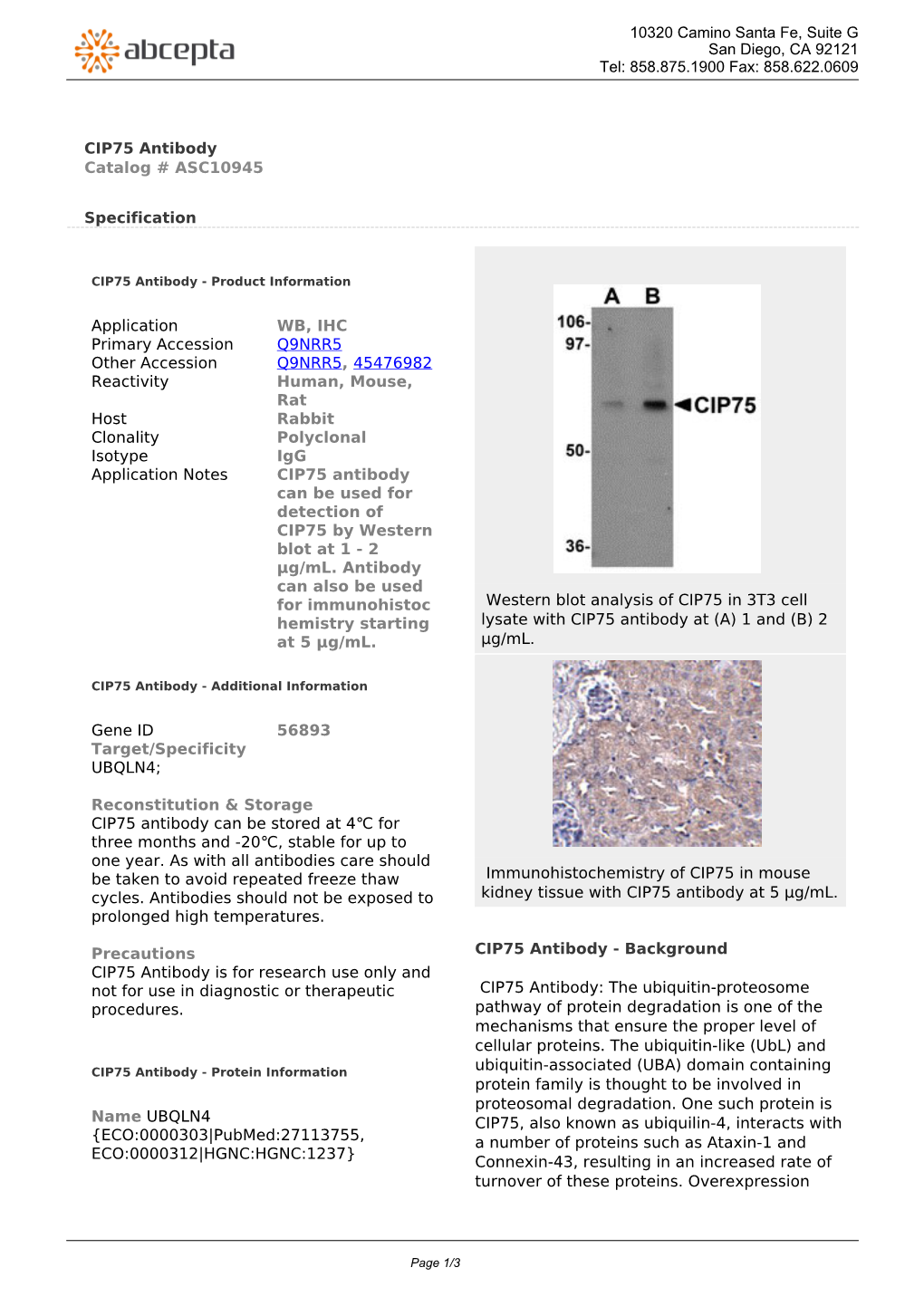 CIP75 Antibody Catalog # ASC10945