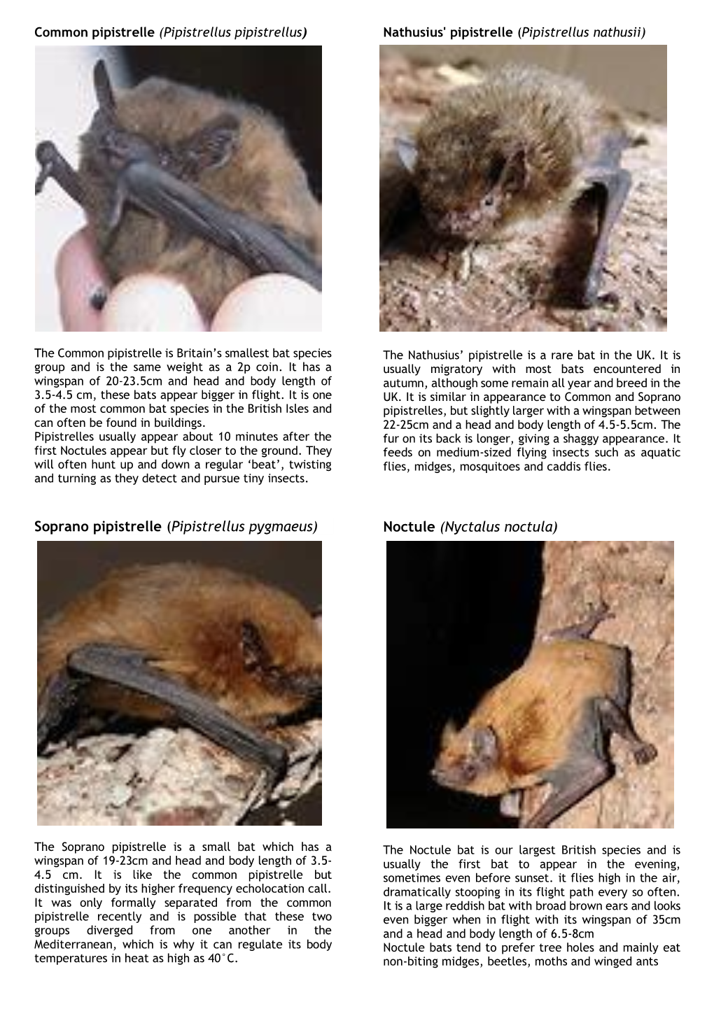 Soprano Pipistrelle (Pipistrellus Pygmaeus) Noctule (Nyctalus Noctula)