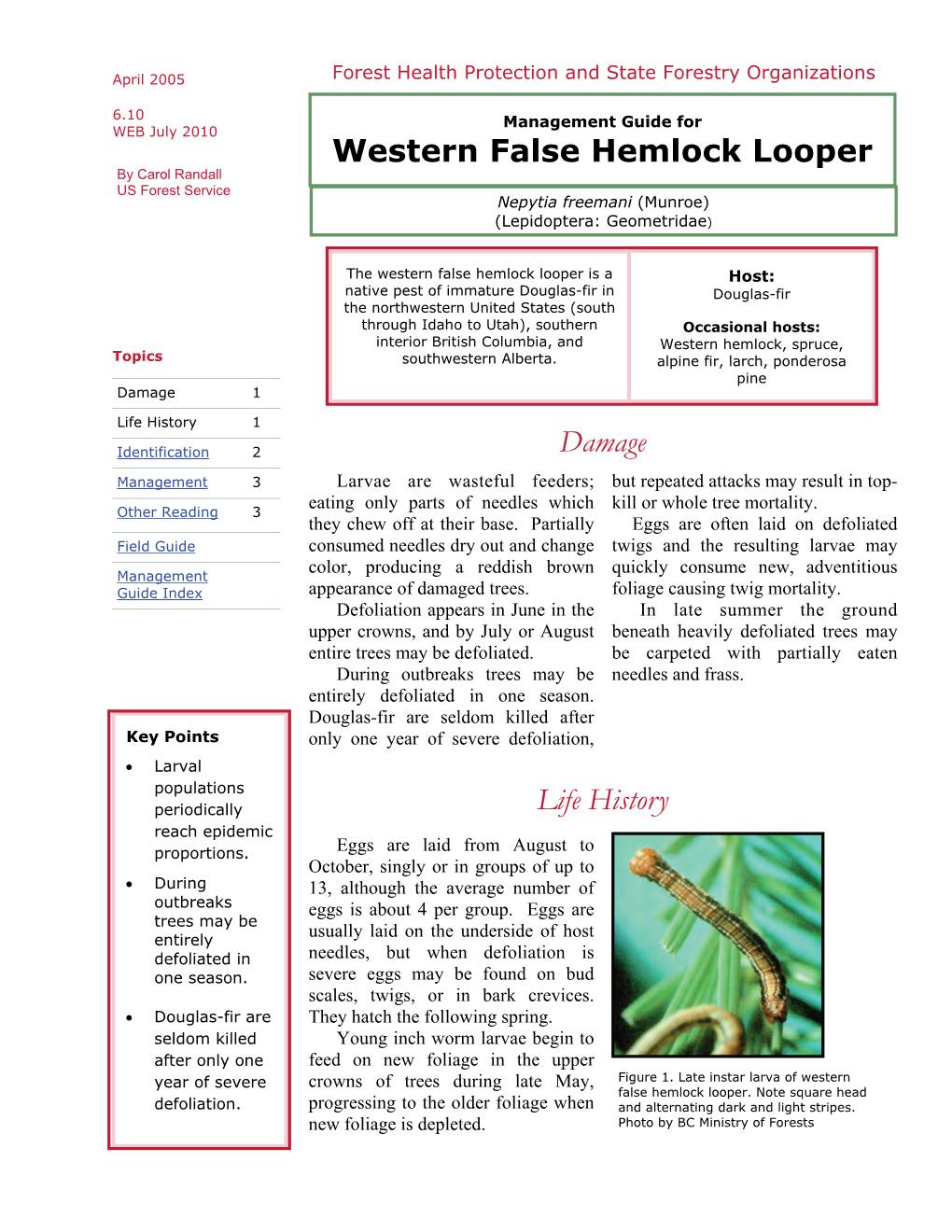 False Hemlock Looper by Carol Randall US Forest Service Nepytia Freemani (Munroe) (Lepidoptera: Geometridae)