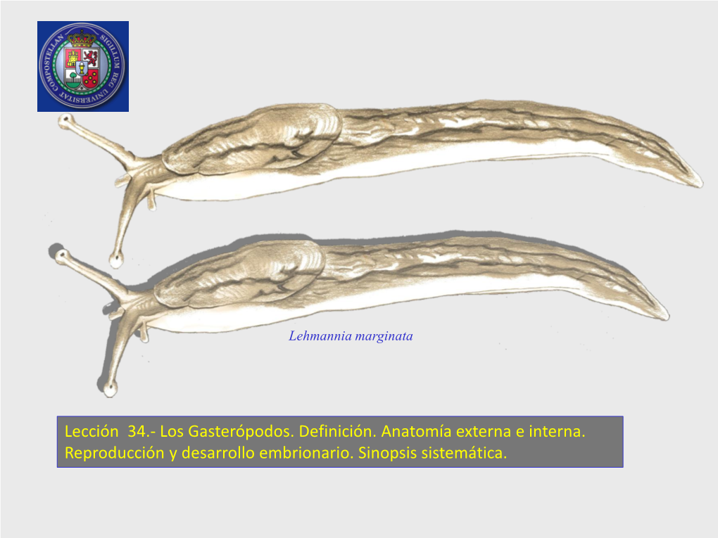 CLASE GASTERÓPODOS A. Suclase Prosobranquios  Orden Arqueogastrópodos  Orden Mesogastrópodos  Orden Neogastropodos B