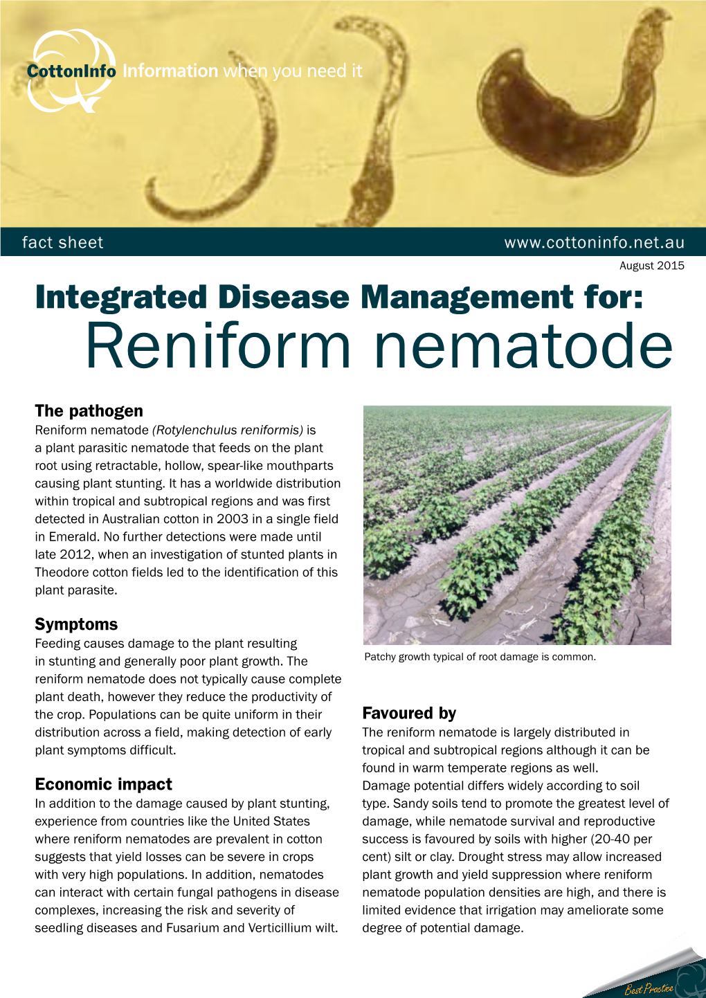 Reniform Nematode