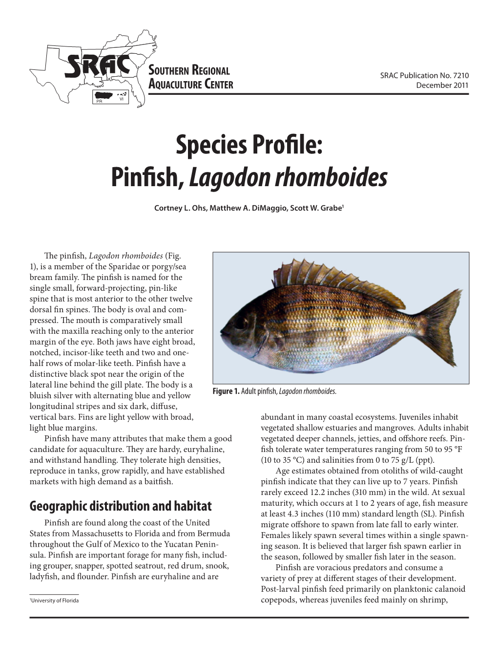 Pinfish, Lagodon Rhomboides
