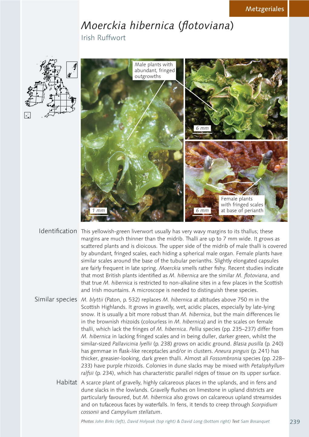 Moerckia Hibernica (Flotoviana) Irish Ruffwort