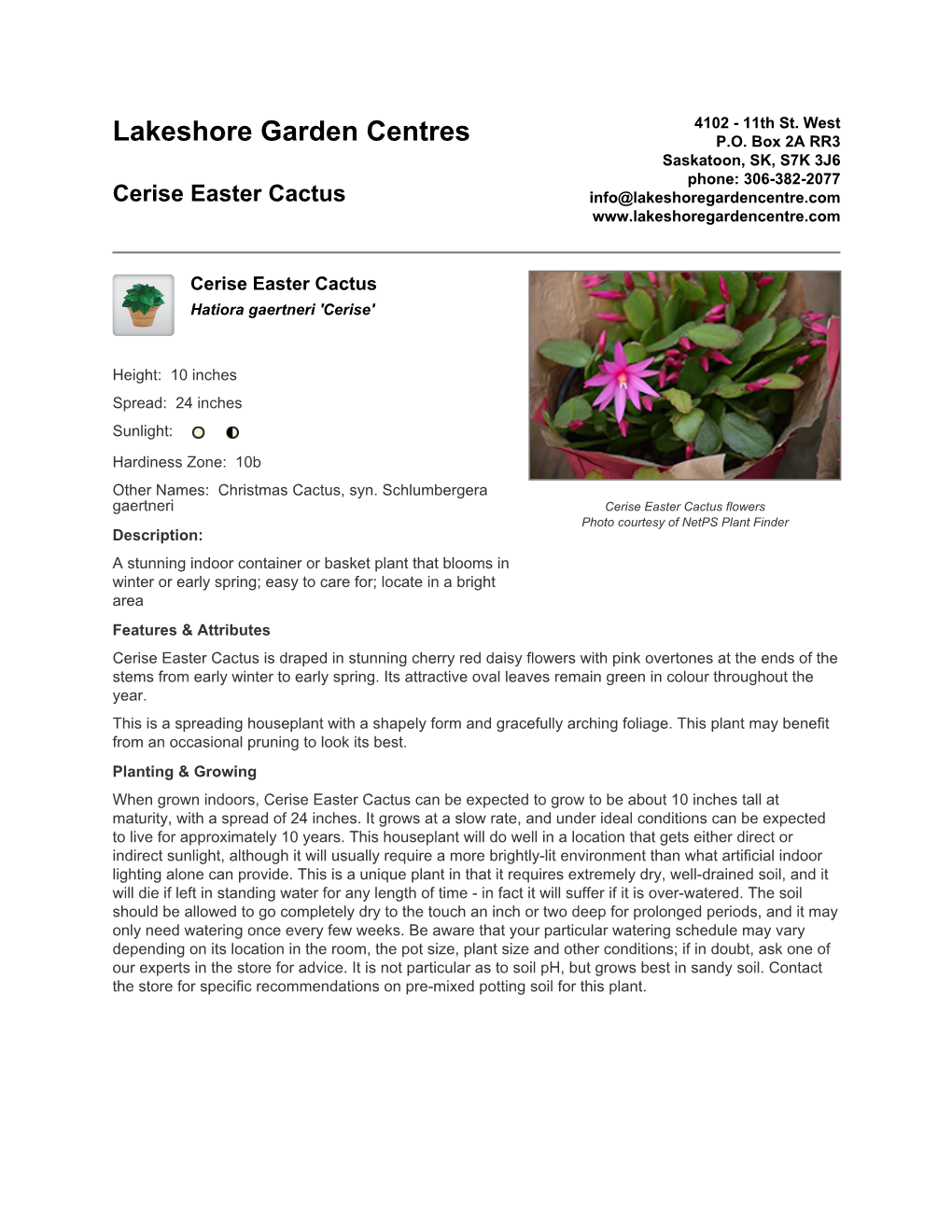 Lakeshore Garden Centres Cerise Easter Cactus