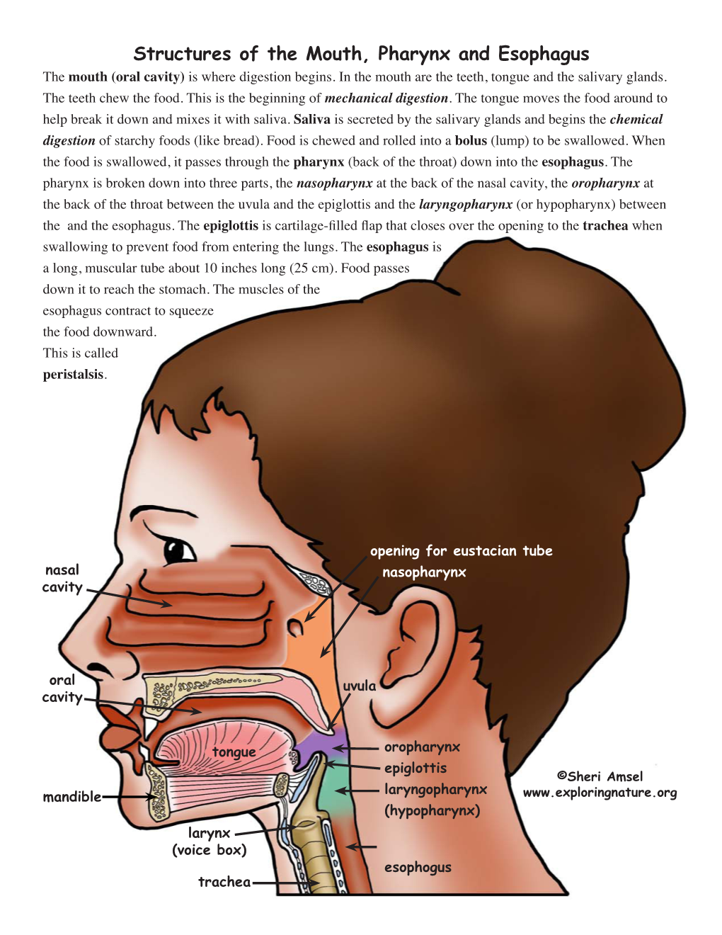 Structures of the Mouth, Pharynx and Esophagus the Mouth (Oral Cavity) Is Where Digestion Begins