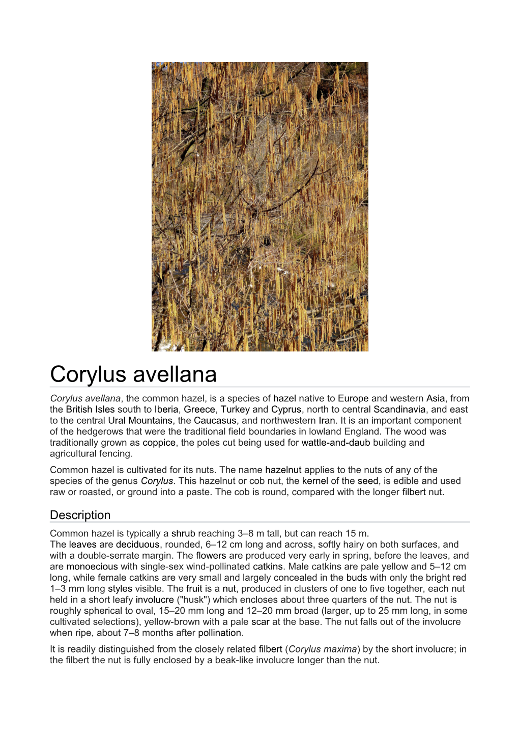 Corylus Avellana