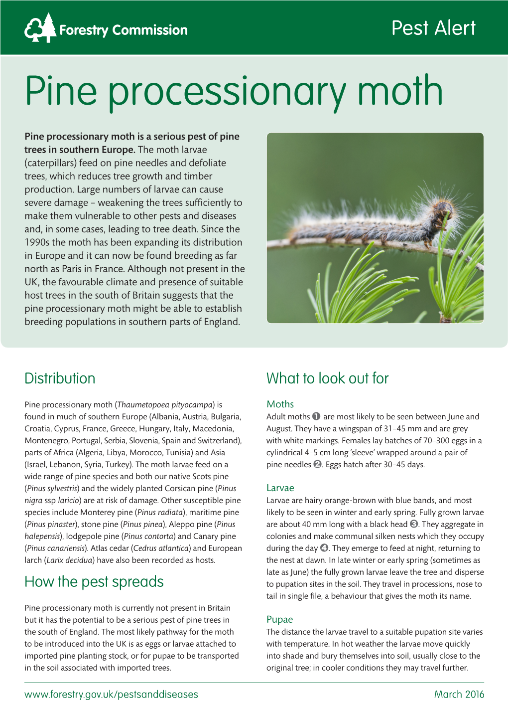 Pine Processionary Moth