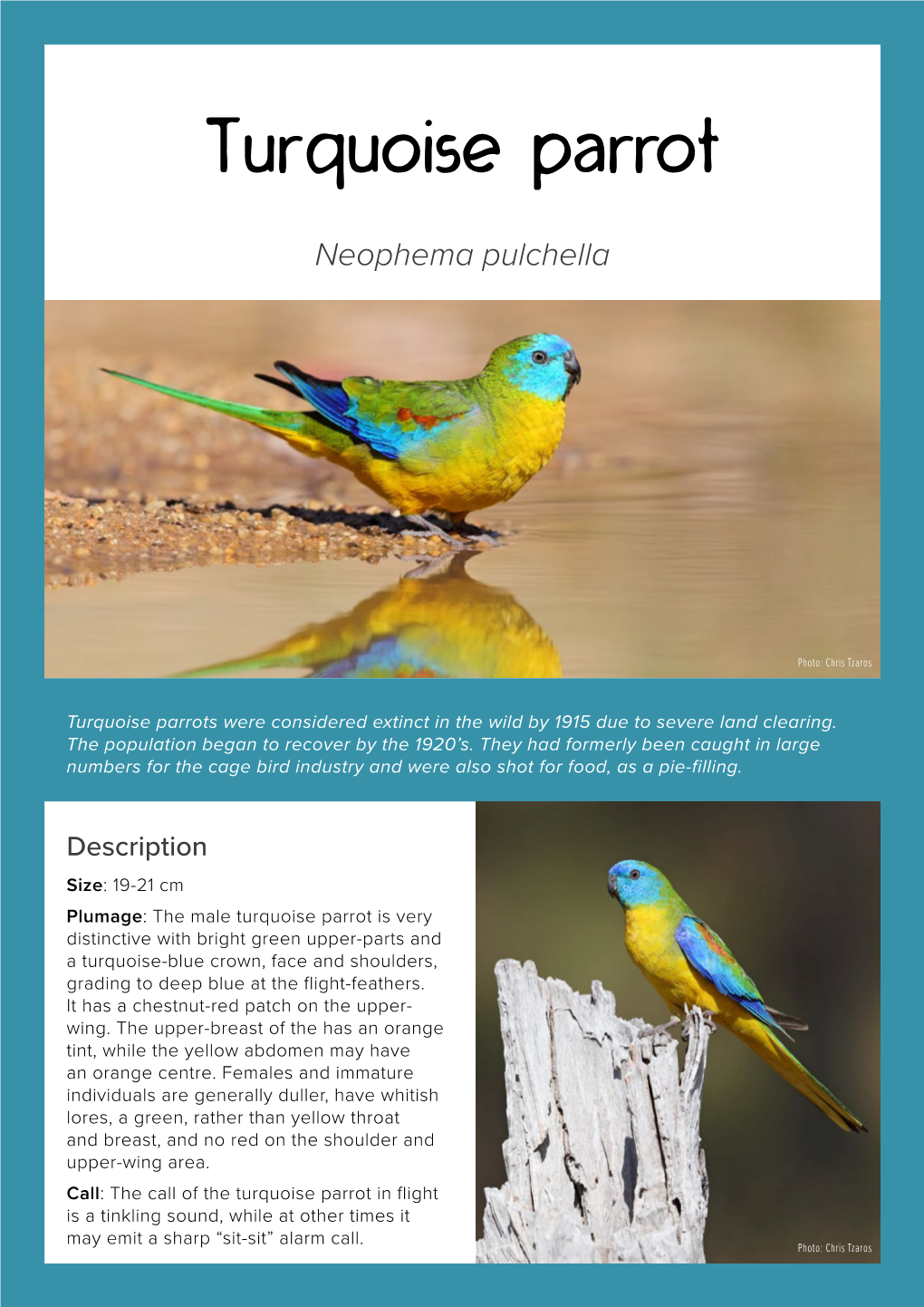 Turquoise Parrot