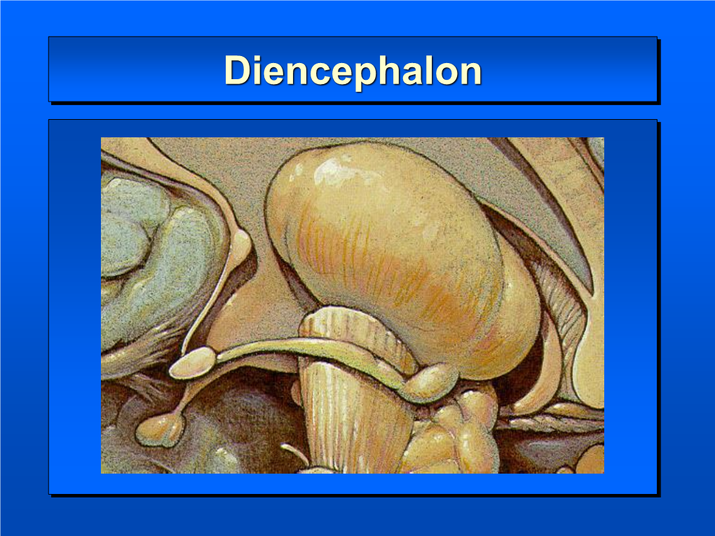 Diencephalon Diencephalon