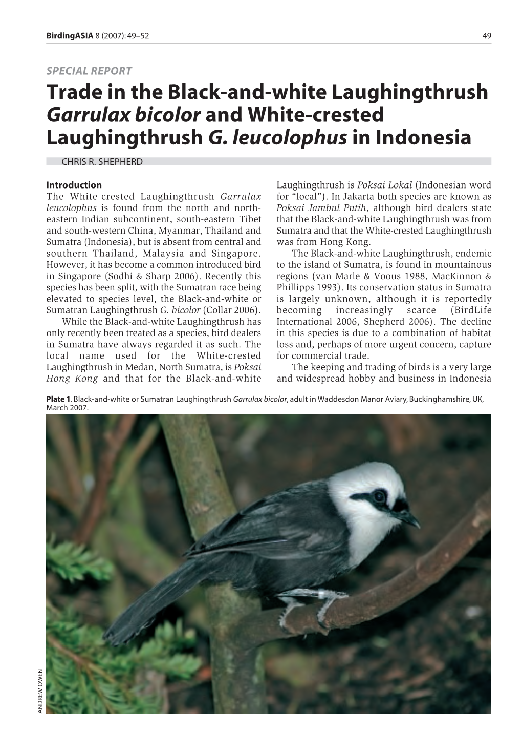 Trade in the Black-And-White Laughingthrush Garrulax Bicolor and White-Crested Laughingthrush G